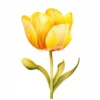 20 High-Quality Yellow Tulip Clipart - Yellow tulip digital watercolor JPG instant download for commercial use - Digital download