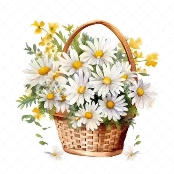 20 High-Quality Daisies Basket Clipart - Daisies basket digital watercolor JPG instant download for commercial use - Digital download