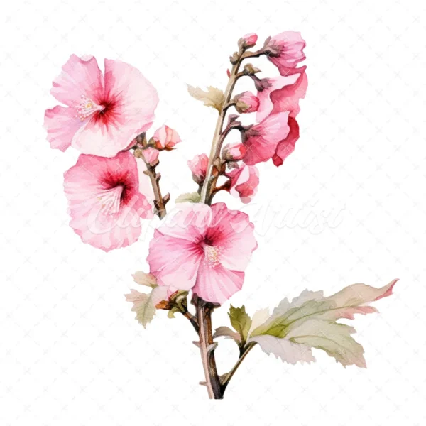 20 High-Quality Hollyhock Clipart - Hollyhock flowers digital watercolor JPG instant download for commercial use - Digital download