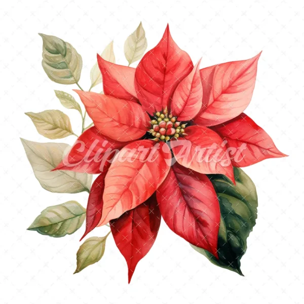 20 High-Quality Poinsettia Clipart - Poinsettia flower digital watercolor JPG instant download for commercial use - Digital download