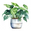 19 High-Quality Pot of Philodendron Clipart - Philodendron digital watercolor JPG instant download for commercial use - Digital download