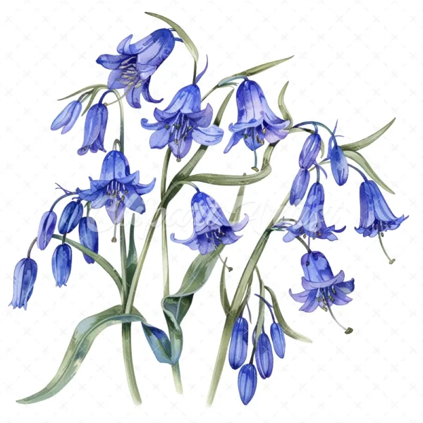 21 High-Quality Bluebells Clipart - Bluebells flowers digital watercolor JPG instant download for commercial use - Digital download