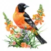 19 High-Quality Baltimore Oriole Clipart - Baltimore oriole digital watercolor JPG instant download for commercial use - Digital download