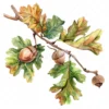 19 High-Quality Oak Acorns Clipart - Oak acorns digital watercolor JPG instant download for commercial use - Digital download