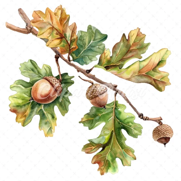 19 High-Quality Oak Acorns Clipart - Oak acorns digital watercolor JPG instant download for commercial use - Digital download