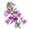 18 High-Quality Foxglove Clipart - Foxglove flowers digital watercolor JPG instant download for commercial use - Digital download