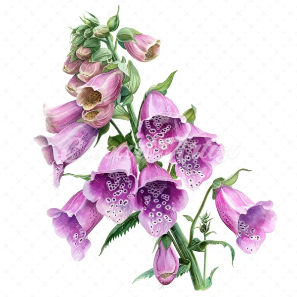 18 High-Quality Foxglove Clipart - Foxglove flowers digital watercolor JPG instant download for commercial use - Digital download