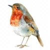 20 High-Quality Quirky Robin Clipart - Quirky robin bird digital watercolor JPG instant download for commercial use - Digital download