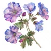 20 High-Quality Geranium Flowers Clipart - Geranium flowers digital watercolor JPG instant download for commercial use - Digital download