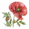 20 High-Quality Oriental Poppy Flower Clipart - Oriental poppy digital watercolor JPG instant download for commercial use - Digital download