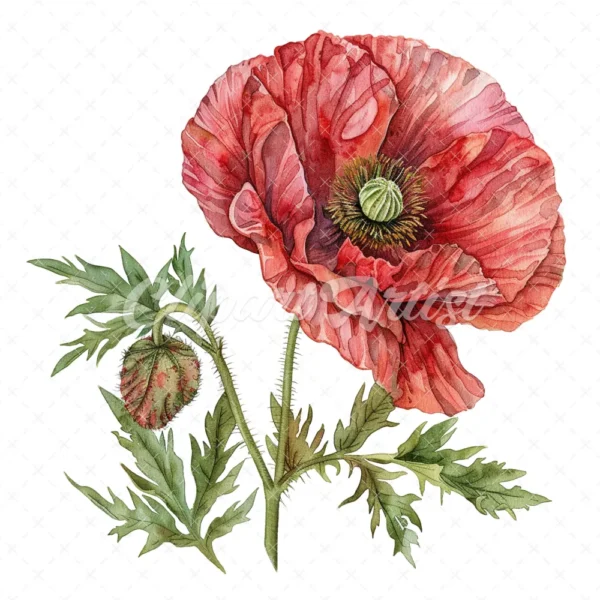 20 High-Quality Oriental Poppy Flower Clipart - Oriental poppy digital watercolor JPG instant download for commercial use - Digital download