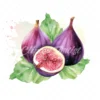 23 High-Quality Fig Clipart - Fig digital watercolor JPG instant download for commercial use - Digital download
