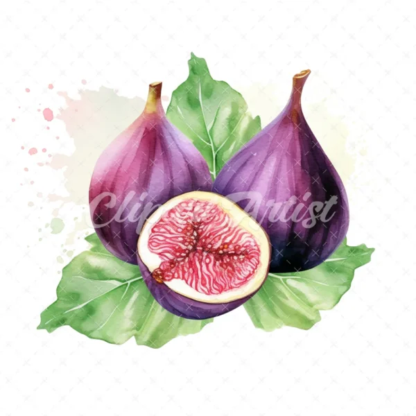 23 High-Quality Fig Clipart - Fig digital watercolor JPG instant download for commercial use - Digital download