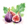 23 High-Quality Fig Clipart - Fig digital watercolor JPG instant download for commercial use - Digital download