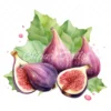23 High-Quality Fig Clipart - Fig digital watercolor JPG instant download for commercial use - Digital download