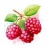 20 High-Quality Raspberries Clipart - Raspberries digital watercolor JPG instant download for commercial use - Digital download