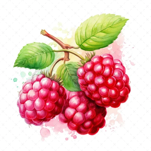 20 High-Quality Raspberries Clipart - Raspberries digital watercolor JPG instant download for commercial use - Digital download