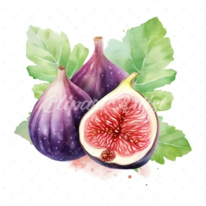 23 High-Quality Fig Clipart - Fig digital watercolor JPG instant download for commercial use - Digital download