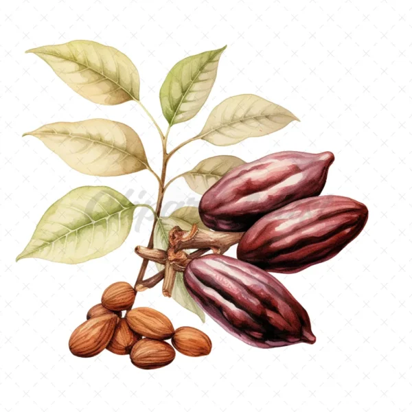 20 High-Quality Sacred Cacao Clipart - Sacred cacao digital watercolor JPG instant download for commercial use - Digital download
