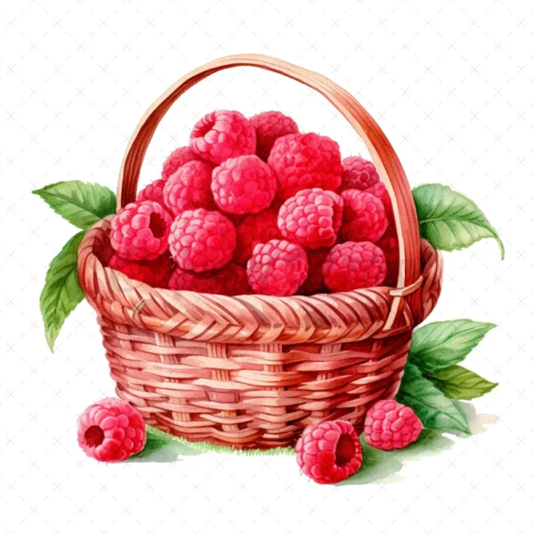 20 High-Quality Raspberries Clipart - Raspberries digital watercolor JPG instant download for commercial use - Digital download
