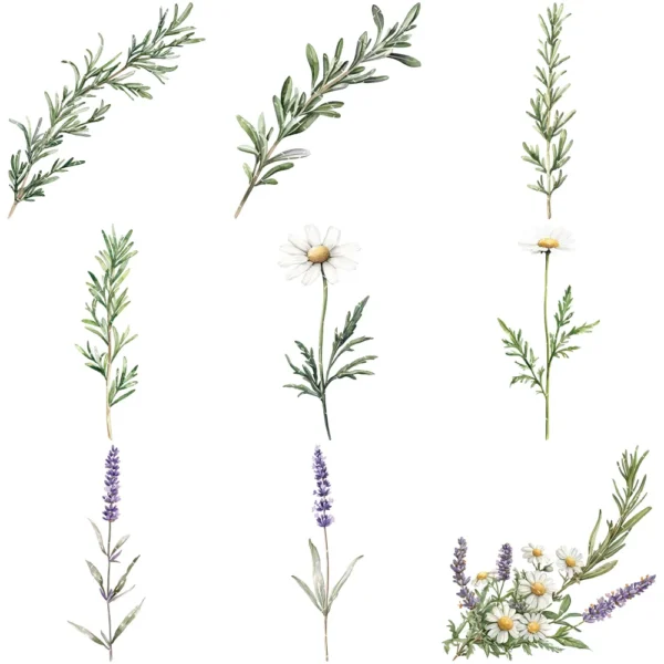 Gentle Apothecary Floral Arrangements, Harbal Floral PNG, Lavender Bouquet, Chamomile Art, Rosemary PNG, Decor, Ornaments, Digital Download