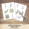 Gentle Apothecary Floral Arrangements, Harbal Floral PNG, Lavender Bouquet, Chamomile Art, Rosemary PNG, Decor, Ornaments, Digital Download